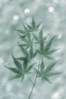 USA, Washington State, Seabeck. Japanese maple tree branch. Abstract Art Print
